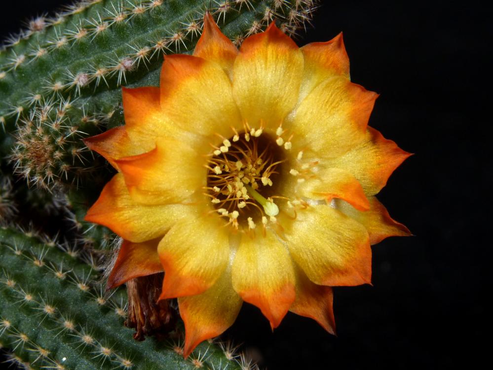 Chamaecereus